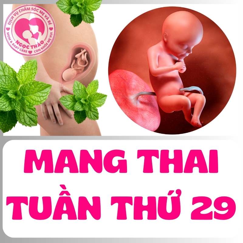 Thai nhi trong bụng mẹ mang thai tuần 29